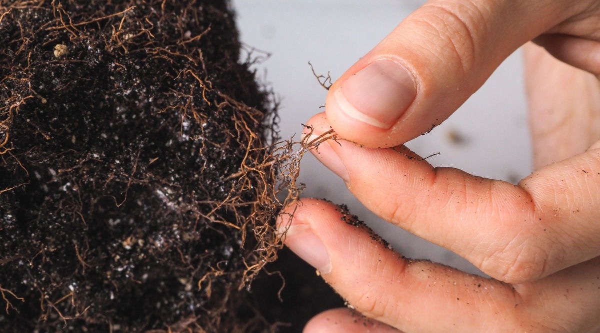 Un primer plano de las raíces de una planta afectadas por la pudrición de la raíz que aparecen marrones y desgastadas, lo que indica un estado de descomposición.  Partículas de suelo adheridas a las raíces, lo que sugiere un desequilibrio de humedad.  La mano que sostiene suavemente las raíces ilustra un esfuerzo delicado para inspeccionar y abordar la salud de la planta, enfatizando la necesidad de intervención.