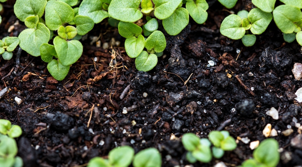 Varias plántulas diminutas de orégano verde se plantan en un suelo oscuro y bien drenado.