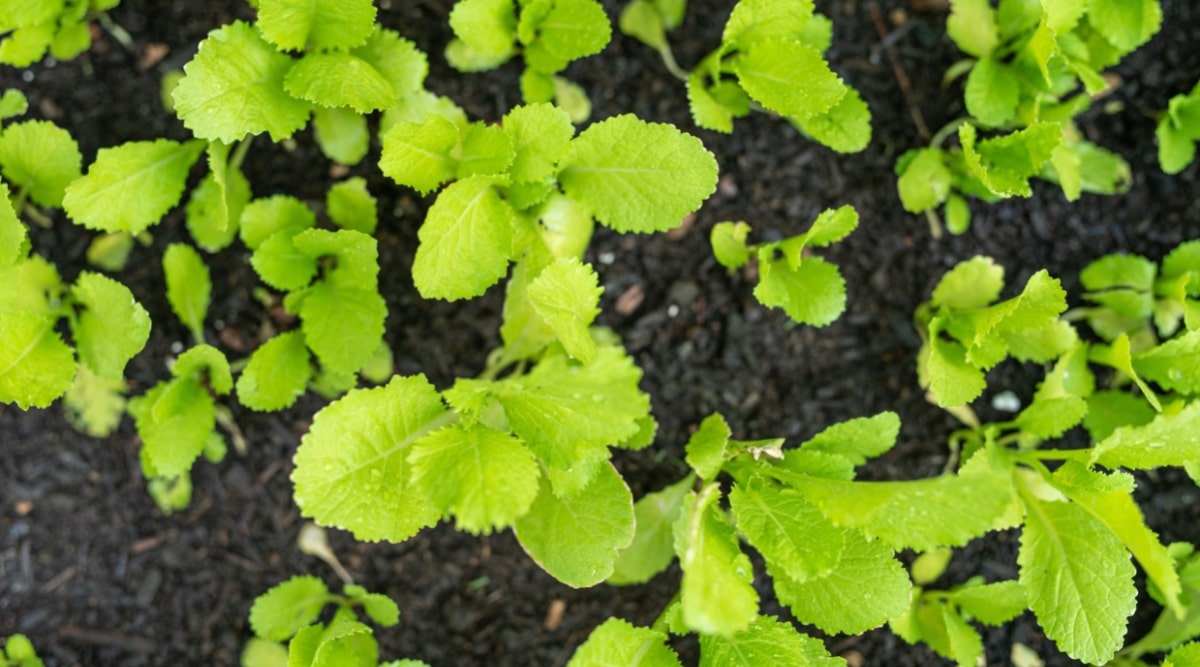 Varios brotes jóvenes de orégano emergen del suelo oscuro, con pequeños y delicados brotes y hojas ovaladas de color verde claro.