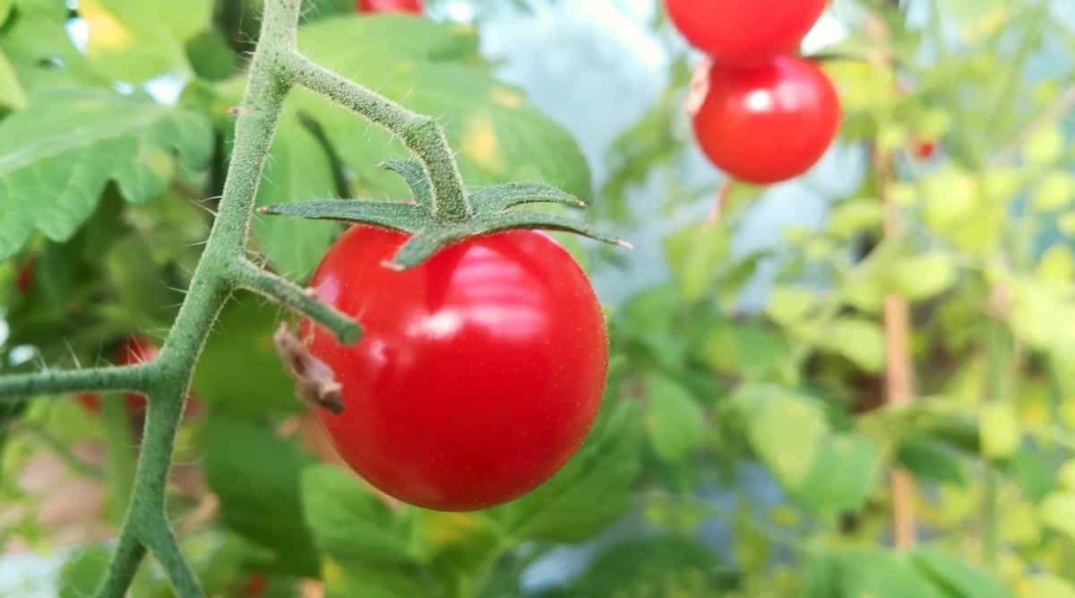Primer plano de la maduración de la fruta en el arbusto de tomate 'siberiano', en el jardín.  El fruto es pequeño, redondo, liso, de color rojo brillante, el arbusto tiene tallos gruesos, de color verde pálido, muy peludos.