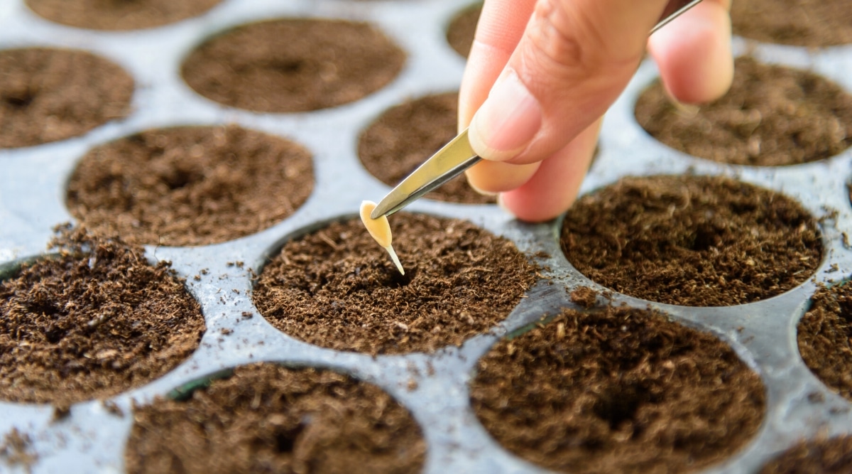 Primer plano de la mano de una mujer plantando una semilla con un par de pinzas en bandejas de mezcla para macetas.  La semilla es pequeña, en forma de gota, plana, de color marfil.  La bandeja es grande, tiene celdas profundas redondeadas llenas de tierra mezclada con Pete Moss.
