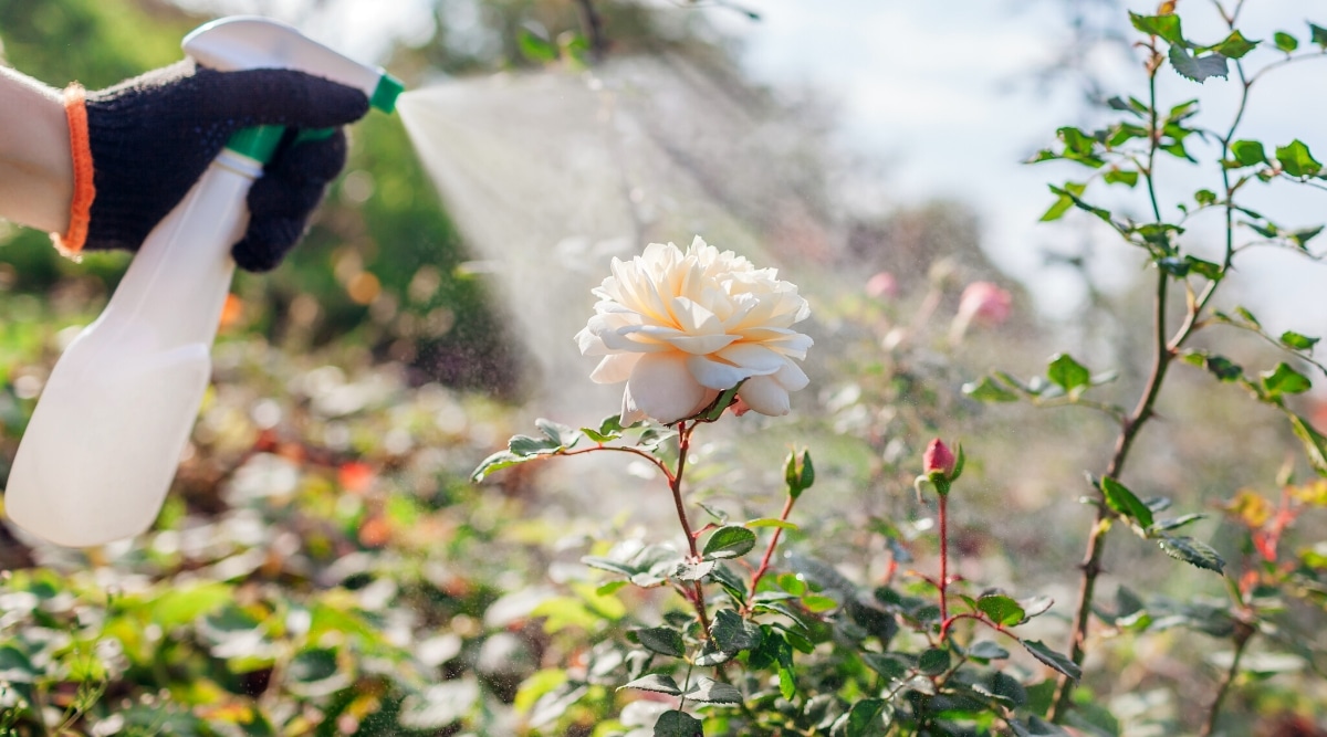 Rociar una rosa con un fungicida en el jardín de otoño.  Primer plano de una mano femenina en un guante negro rociando un rosal floreciente de una botella blanca.  El rosal tiene una hermosa flor doble, grande, que consta de muchas capas de pétalos de marfil redondeados.