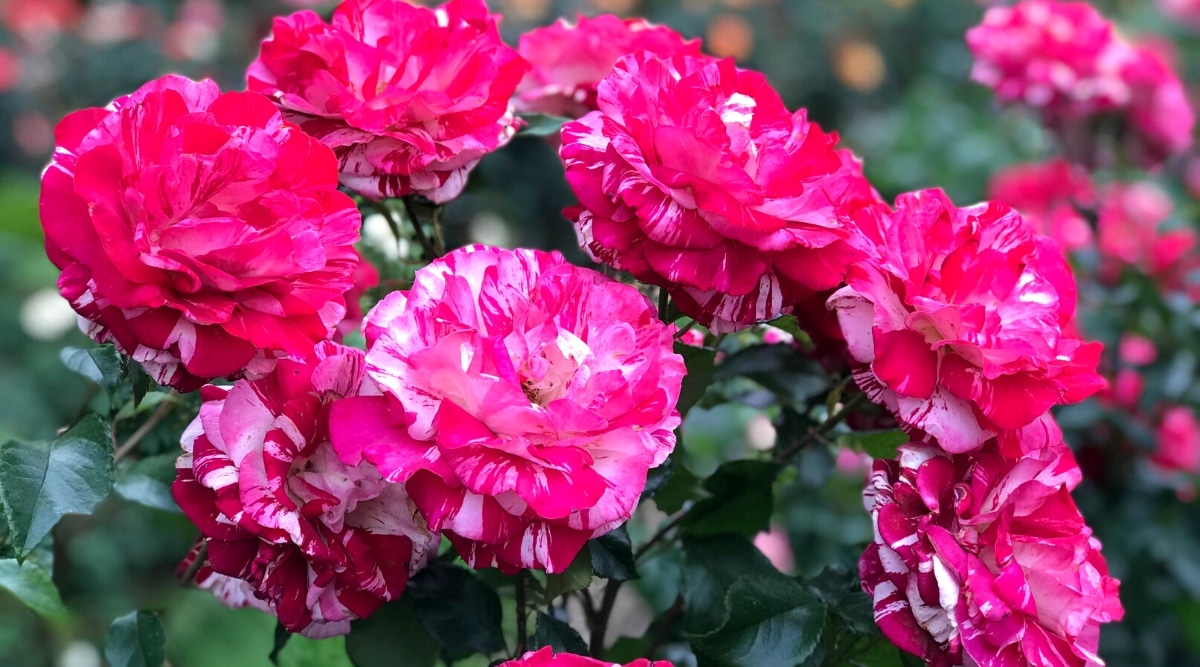 Primer plano de un floreciente arbusto de rosas 'Strawberry Swirl' en un jardín, contra un fondo floral borroso.  El arbusto produce hermosas flores dobles de color rosa oscuro con rayas y motas de flores de marfil.