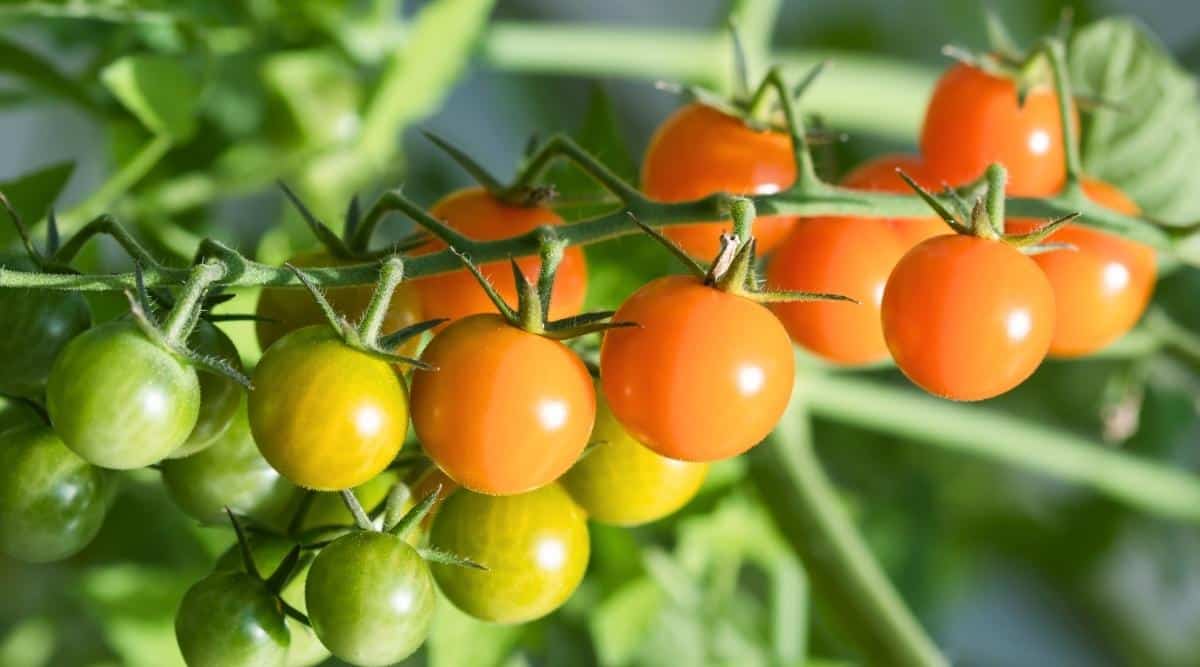 Primer plano de tomates maduros 'Sungold' que crecen en racimos en un arbusto en un jardín.  Los frutos son pequeños, redondos, lisos, de color amarillo dorado brillante.