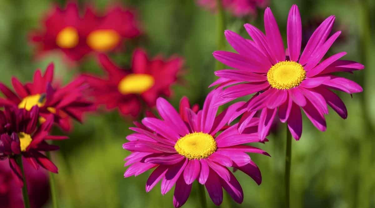 Primer plano de flores florecientes de Tanacetum coccineum en un jardín soleado, contra un fondo verde borroso.  Las flores son de tamaño mediano, parecidas a margaritas, con discos centrales amarillos rodeados de pétalos largos y delgados de color rosa y rojo-rosado.