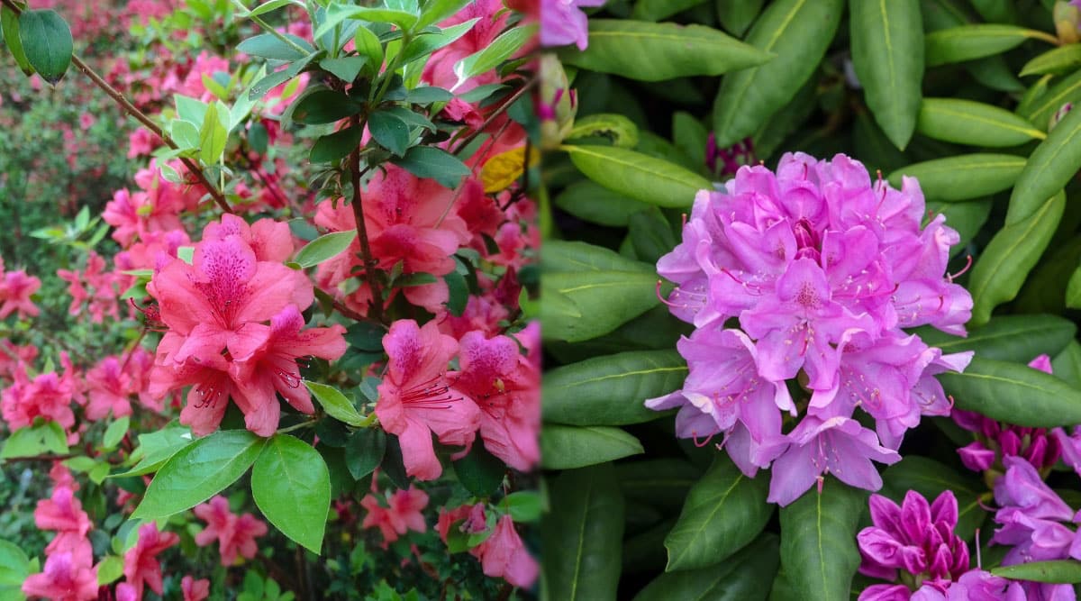 Cerca de dos arbustos diferentes.  El de la izquierda tiene flores en forma de trompeta de color rosa sandía que crecen entre hojas verdes oblongas.  El arbusto de la derecha tiene un racimo en forma de racimo o bola de flores en forma de campana que son de color púrpura y crecen entre hojas largas y oblongas de color verde oscuro.
