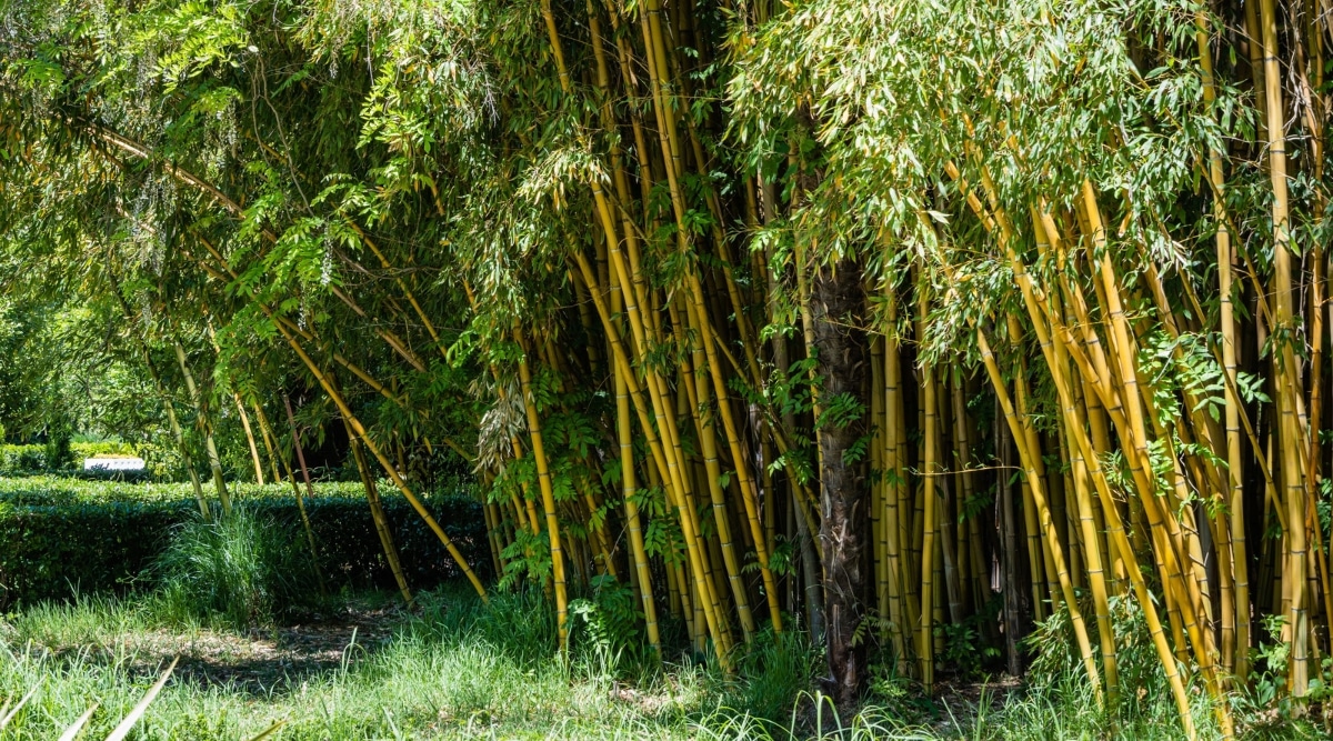Una abundancia de bambúes dorados produce matas agraciadas, largas y masivas de cañas amarillentas.  Las hojas verdes crecen alternativamente en forma de abanico sobre los tallos huecos.  Está ubicado en un entorno de césped verde que recibe abundante luz solar.