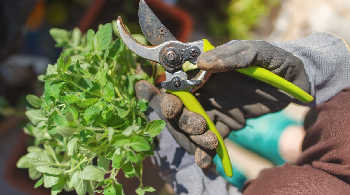 El hombre que lleva guantes de jardinería sostiene unas tijeras de podar en una mano y varias plantas de orégano verde en la otra.