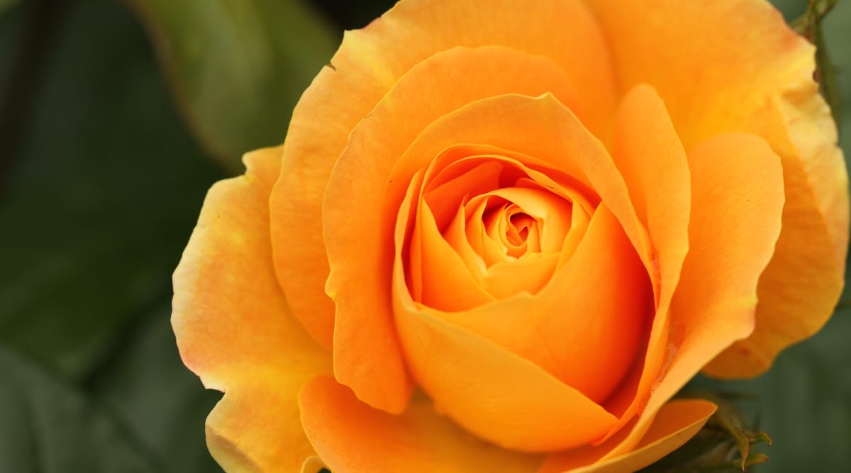 Primer plano de una rosa floreciente 'Vavoom' contra un fondo verde borroso.  La flor es de tamaño mediano, doble, forma de rosa clásica, de color naranja brillante.