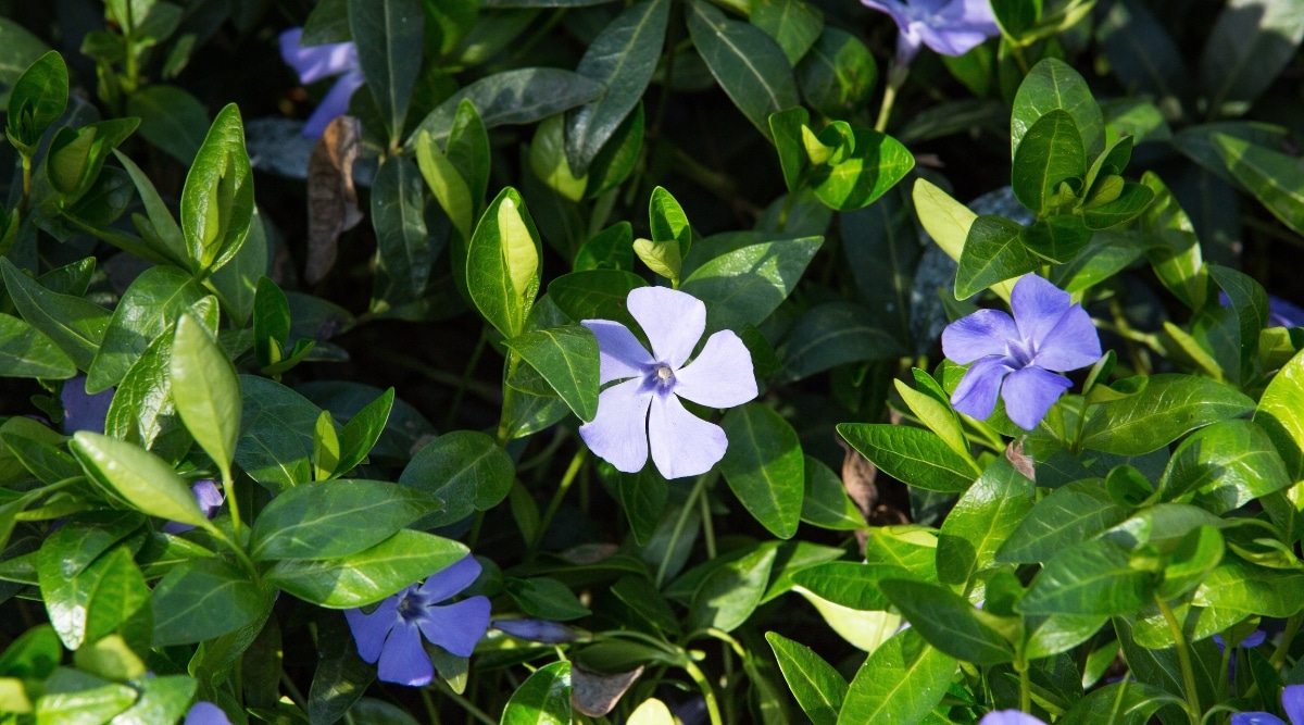 Las hojas de la bígaro mayor son de color verde oscuro, brillantes y de forma ovalada, con una sensación de cuero.  Flores de color azul-púrpura o blanco con forma de estrella de cinco pétalos.  Varias plantas de esta especie están creciendo al mismo tiempo.