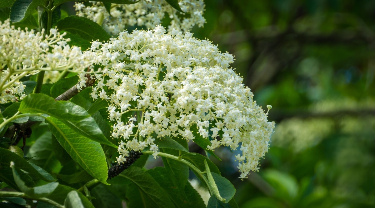 Primer plano de la planta de Sambucus nigra con manojos de pequeñas flores de color blanco amarillento a crema.  Dispuestas a lo largo de las ramas arqueadas hay hojas pinnadas complejas de color verde oscuro.