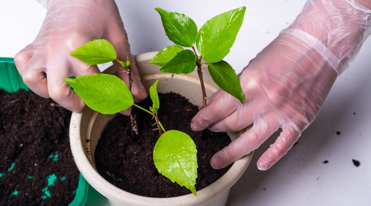 Un hombre con guantes de plástico transparente está plantando brotes de hibisco con hojas verdes brillantes dentro de un sudor lleno de tierra oscura y bien drenada.  Junto a la maceta hay un recipiente verde con tierra.