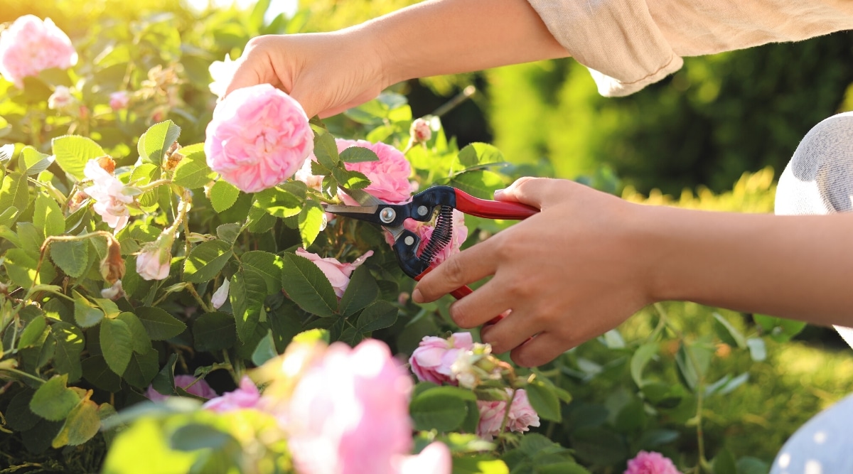 Primer plano de las manos de una mujer podando con sectores rojos un arbusto exuberante de una rosa de té floreciente en un jardín soleado.  El rosal tiene exuberantes hojas verdes pinnadas complejas con bordes dentados y exuberantes flores dobles medianamente redondeadas de color rosa pálido.