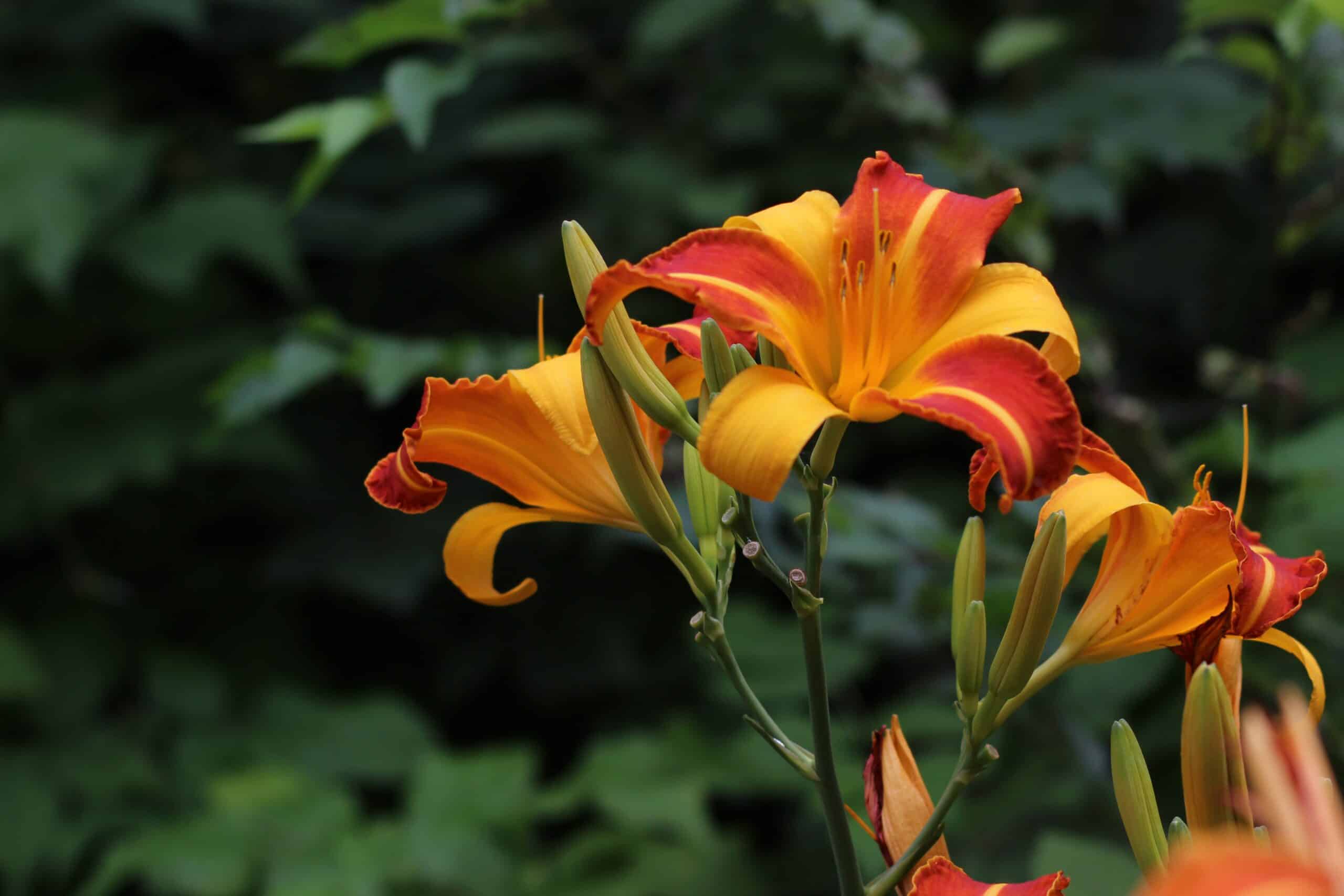 Primer plano de las flores de Daylily que tienen seis pétalos dispuestos en un patrón circular, con una gama de colores vibrantes que van del amarillo al naranja y al rojo. Los tallos son largos y delgados, se elevan desde el centro de la planta y sostienen múltiples botones florales.