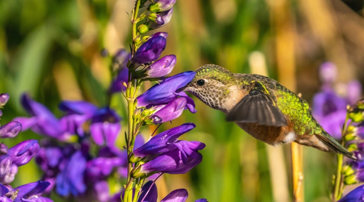 Un colibrí hembra de cola ancha se alimenta de flores penstemon en un fondo de jardín verde y marrón borroso.  La planta es grande, alta, tiene flores grandes, vistosas, tubulares, de color púrpura.