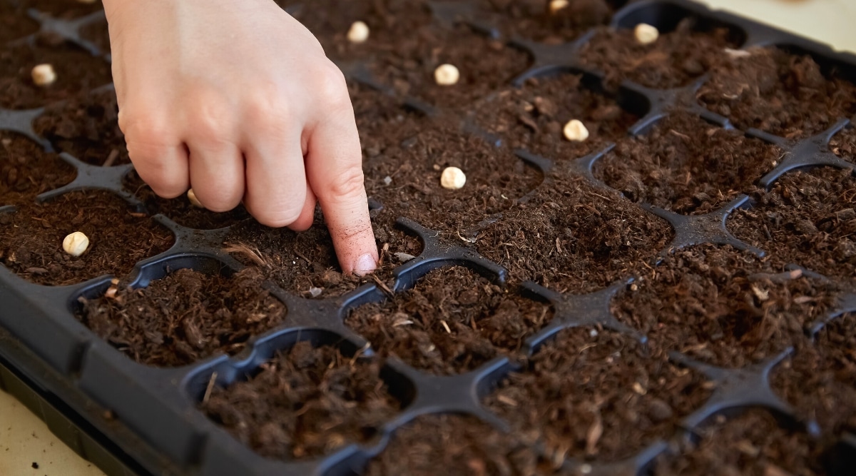 Primer plano de la mano de un niño haciendo agujeros con un dedo en bandejas de siembra de semillas.  La bandeja es grande, tiene muchas celdas cuadradas profundas llenas de mezcla de tierra.  Algunas celdas contienen semillas de guisantes.  Las semillas de guisantes son redondas y blancas.