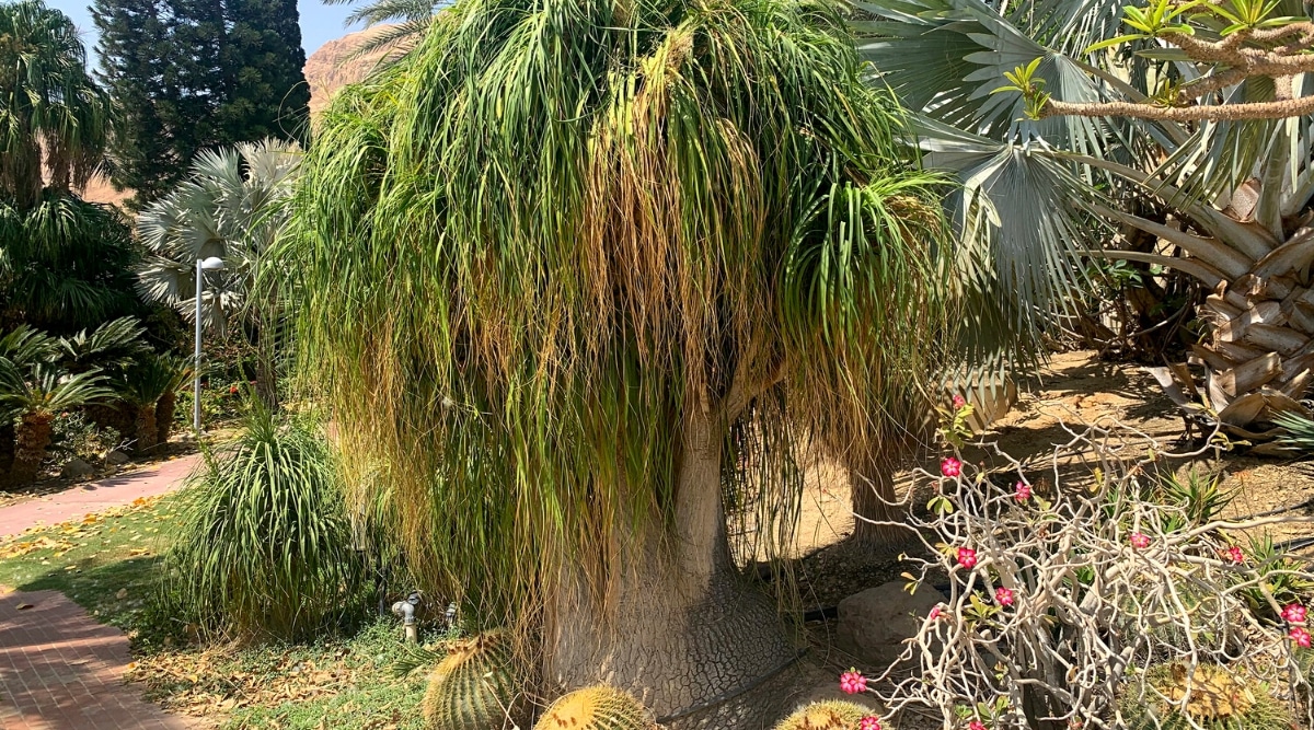 Planta exótica Beaucarnea recurvata en el Jardín Botánico de Ein Gedi.  La planta es un árbol alto en forma de palma, con un tronco grande, grueso y abovedado, en la parte superior del cual crecen muchas rosetas grandes y densas de hojas largas, delgadas, colgantes, de color verde oscuro.