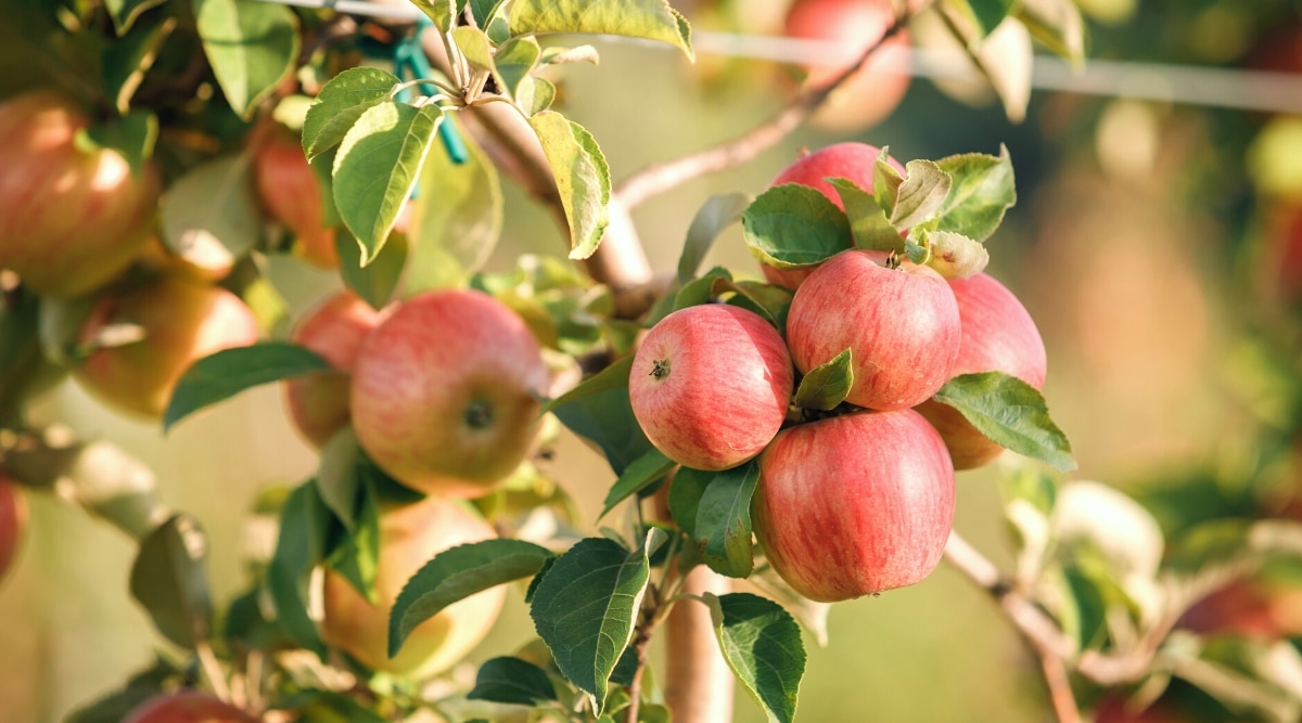 Manzanas jugosas maduras en una rama, en un jardín soleado, listas para la cosecha.  Las ramas están cubiertas de pequeñas hojas ovaladas de color verde oscuro y grandes frutos redondeados de color rosa.