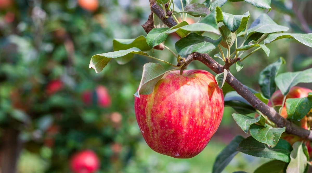 Primer plano de una manzana Honeycrisp madura en una rama en un jardín soleado.  La manzana es grande, redondeada, cubierta con una piel rosa-roja brillante con rayas irregulares verde-amarillas.