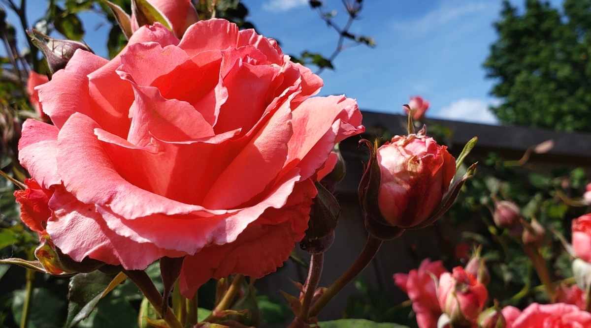 Primer plano de una rosa floreciente 'América' en un jardín soleado.  La flor es grande, doble, con el centro alto, de color coral.  Los pétalos son redondeados, con puntas onduladas.