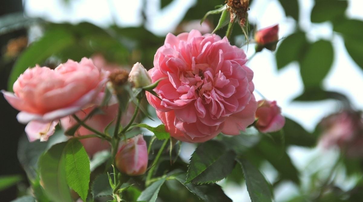 Primer plano de un floreciente rosal 'Colette' contra un fondo borroso.  La planta tiene hermosas flores pequeñas y exuberantes de color rosa con pétalos pequeños, redondeados y ligeramente ondulados.  Las hojas son pinnadas compuestas, con folíolos ovalados de color verde que tienen bordes dentados.