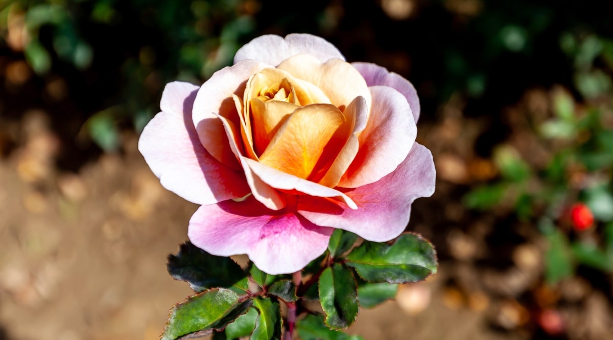 Primer plano de una rosa floreciente 'Tambores distantes' en un jardín soleado.  La flor es grande, exuberante, doble, consta de muchas capas de pétalos que cambian de rosa mermelada a malva lavanda pálido con un centro de cobre.