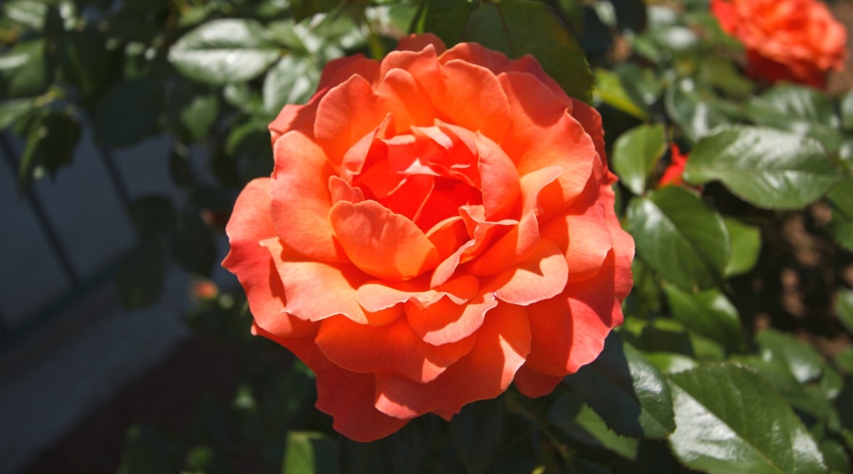 Primer plano de una rosa floreciente 'Livin' Easy' en un jardín soleado.  La flor es grande, doble, con volantes, con pétalos ondulados de un radiante color naranja albaricoque.