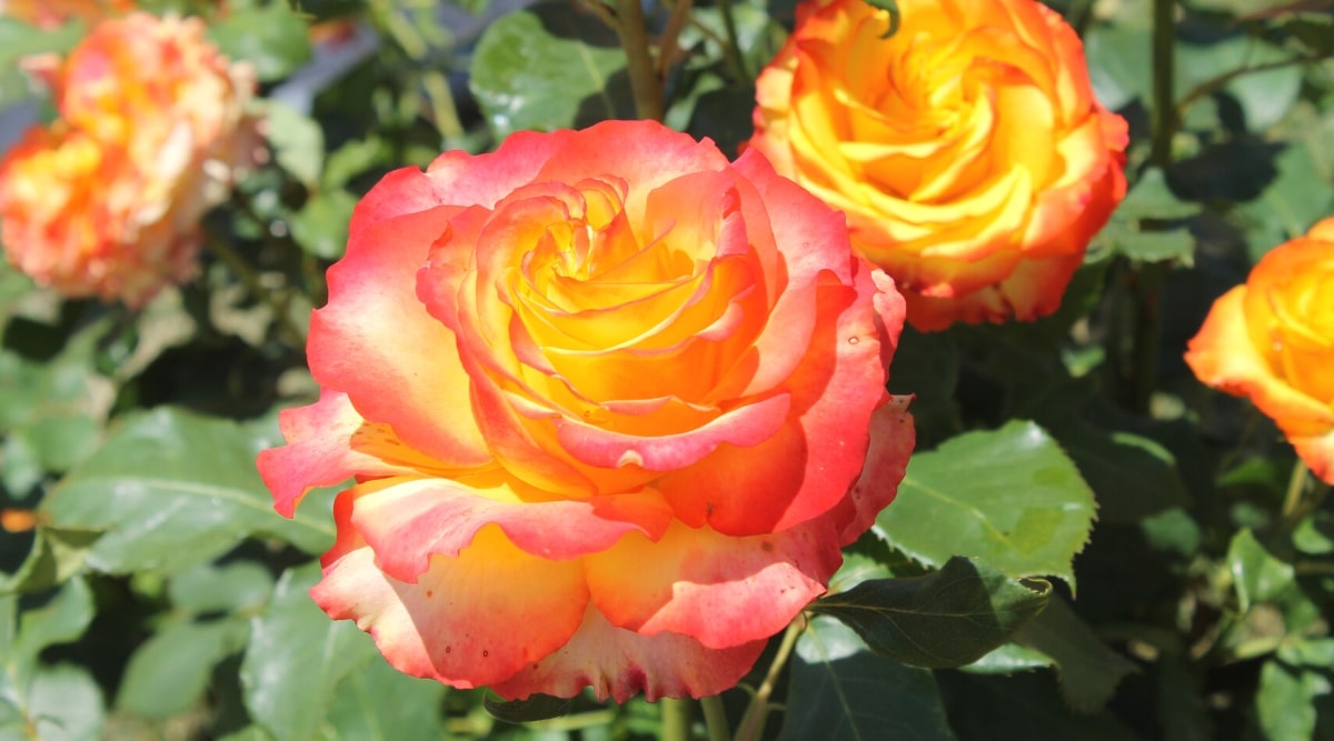 Primer plano de un floreciente rosal 'Rainbow Sunblaze' en un jardín soleado.  Las flores son grandes, exuberantes, dobles, tienen pétalos de color amarillo brillante con un borde rosa-rojo.