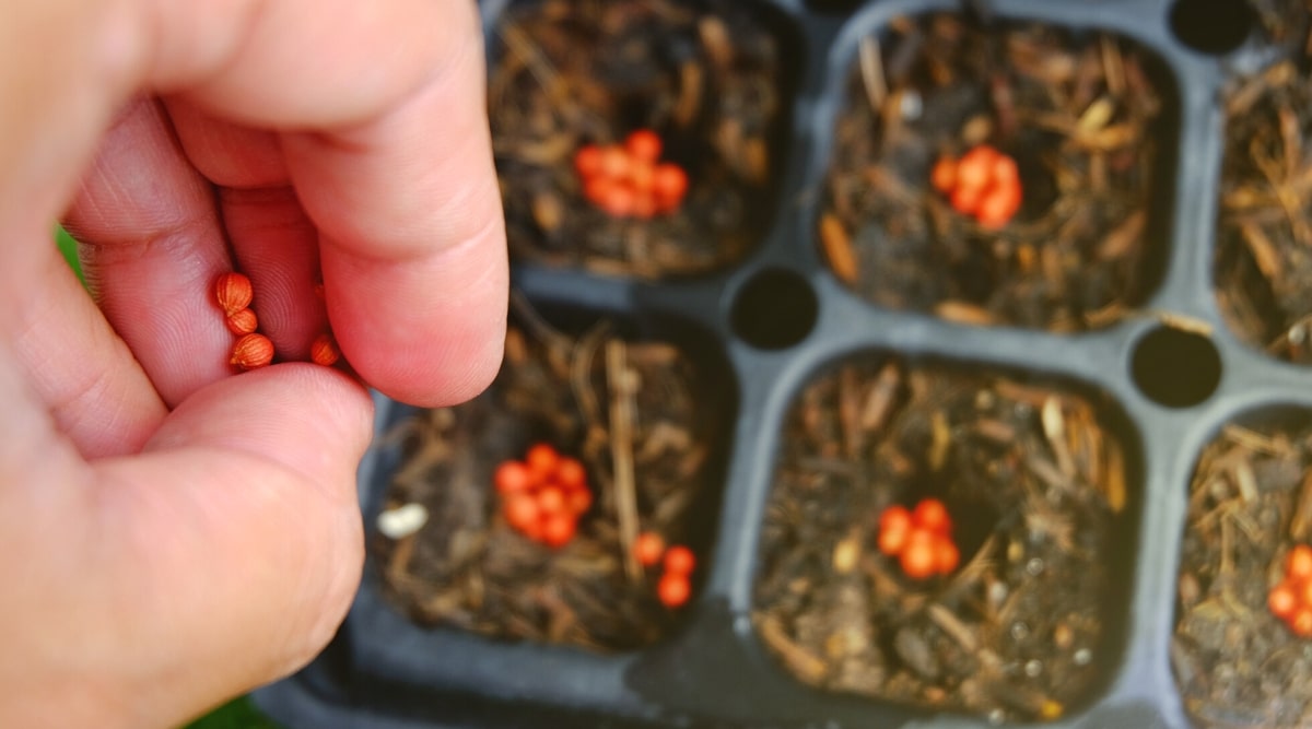 Vista superior, primer plano de una mano masculina sembrando semillas en una bandeja de siembra de semillas.  Las semillas son pequeñas, redondeadas, de color rojo anaranjado.  Las bandejas son negras, de plástico, llenas de mezcla de suelo.  Cada celda contiene más de 5-6 semillas.