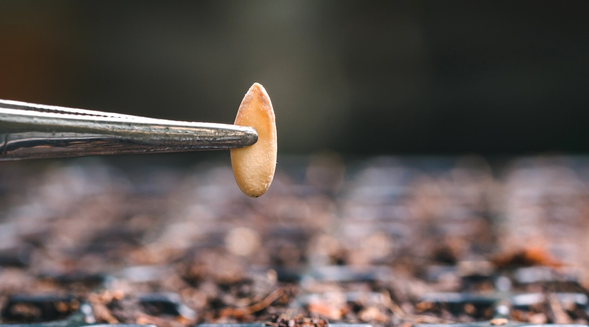 Primer plano de una semilla de calabaza sostenida con pinzas sobre bandejas de inicio llenas de tierra.  La semilla tiene forma de gota, aplanada, de color marrón-beige claro, con una punta ligeramente puntiaguda.