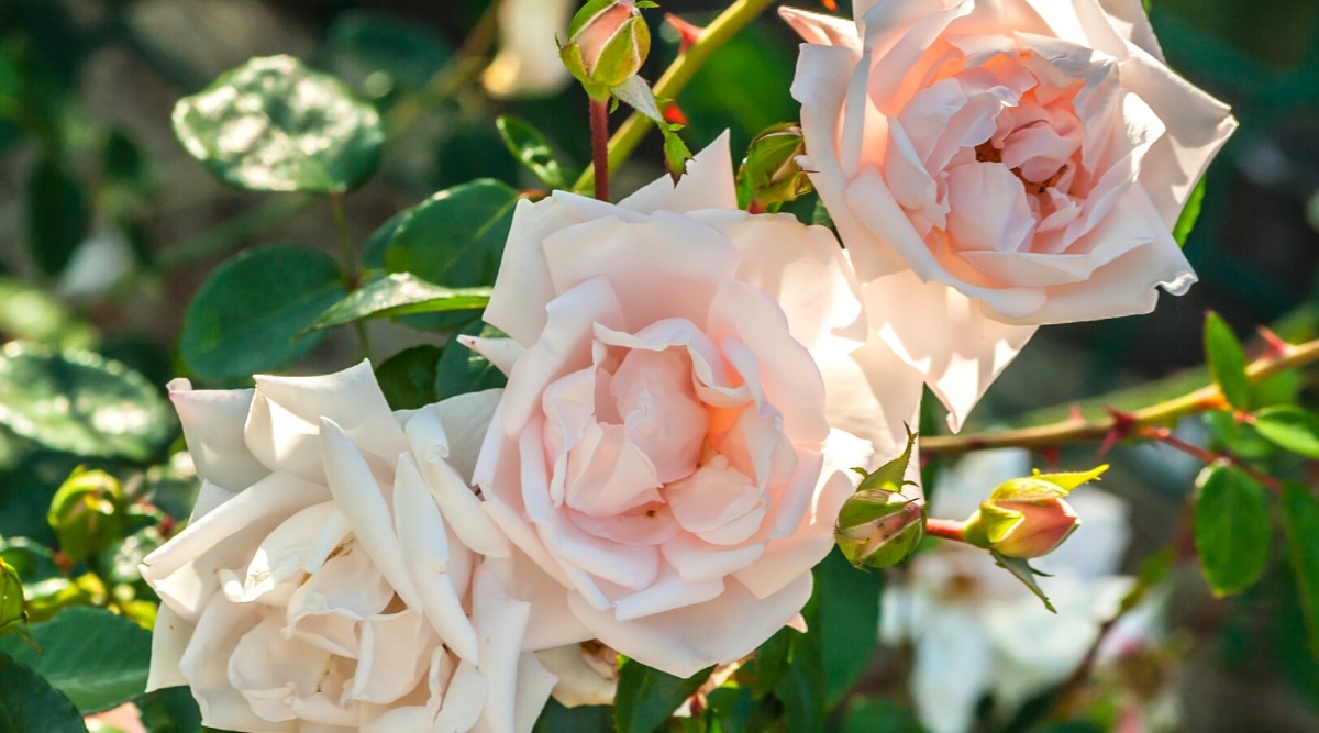 Primer plano de un floreciente rosal 'Nuevo Amanecer' en un jardín soleado.  Las flores son llenas, dobles, ligeramente rizadas, de color rosa pálido.