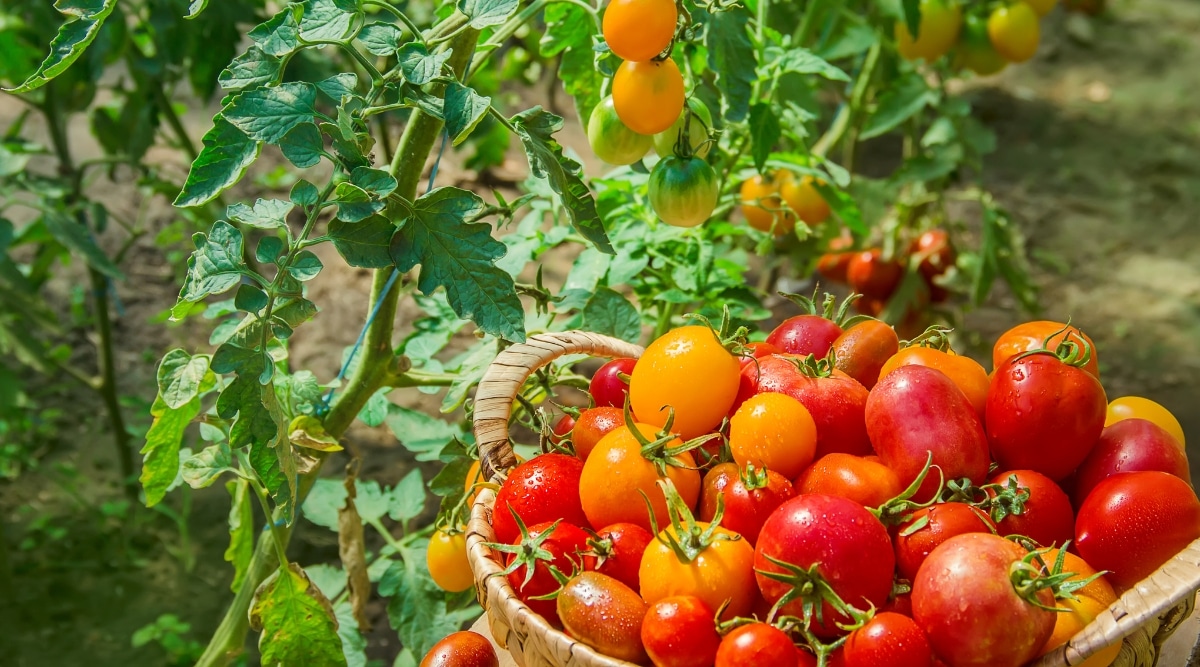 La cesta está llena de una colorida variedad de tomates naranjas amarillos y rojos.  Los tomates amarillos tienen un tono más brillante, mientras que los rojos anaranjados son ligeramente más oscuros.  Las hojas verdes y las ramas al lado de la canasta brindan un fondo de contraste, resaltando los colores vivos de los tomates.