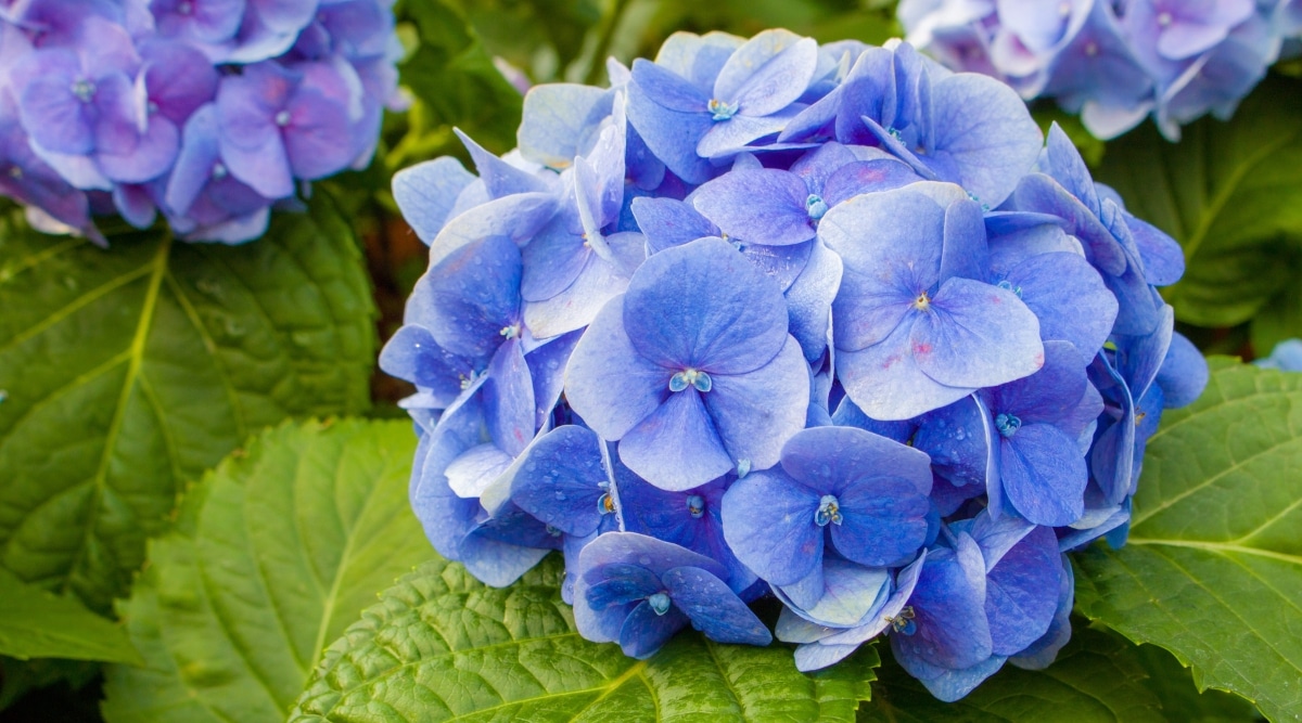 Un primer plano de flores de Hortensia que son grandes, exuberantes y de color azul.  Las hojas son grandes y verdes, con un brillo brillante que se suma a la belleza de la planta.