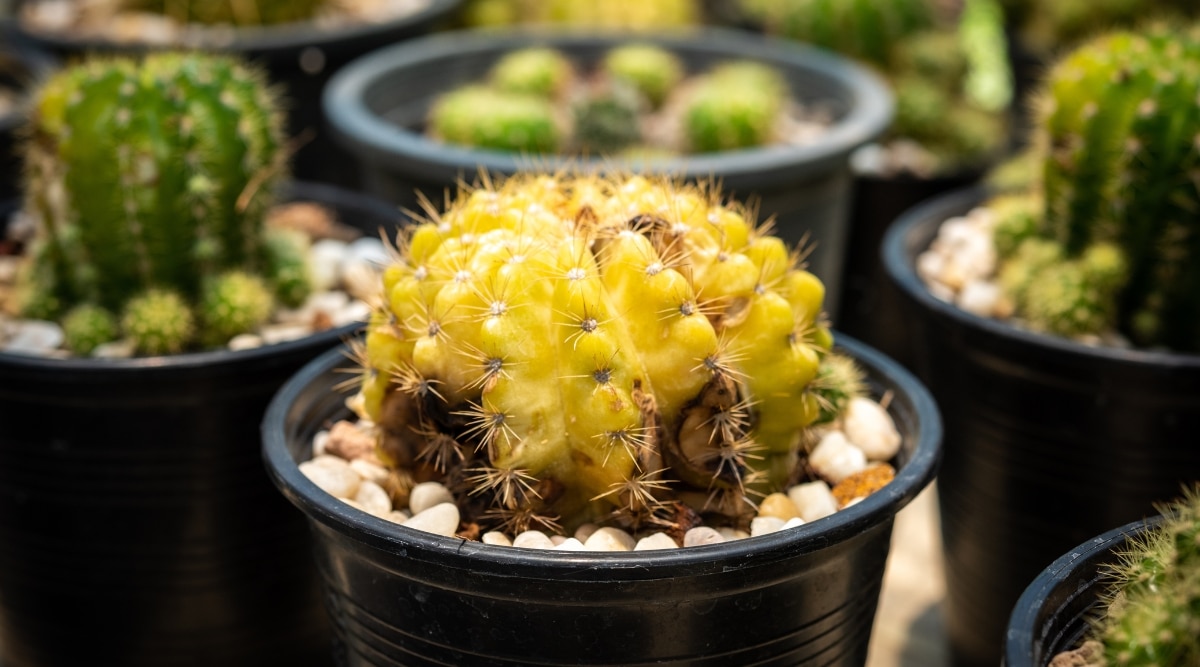 Un primer plano de un pequeño cactus espinoso en maceta de color amarillo que se está pudriendo en su base.  En el fondo, hay más cactus en maceta que son saludables y de color verde.