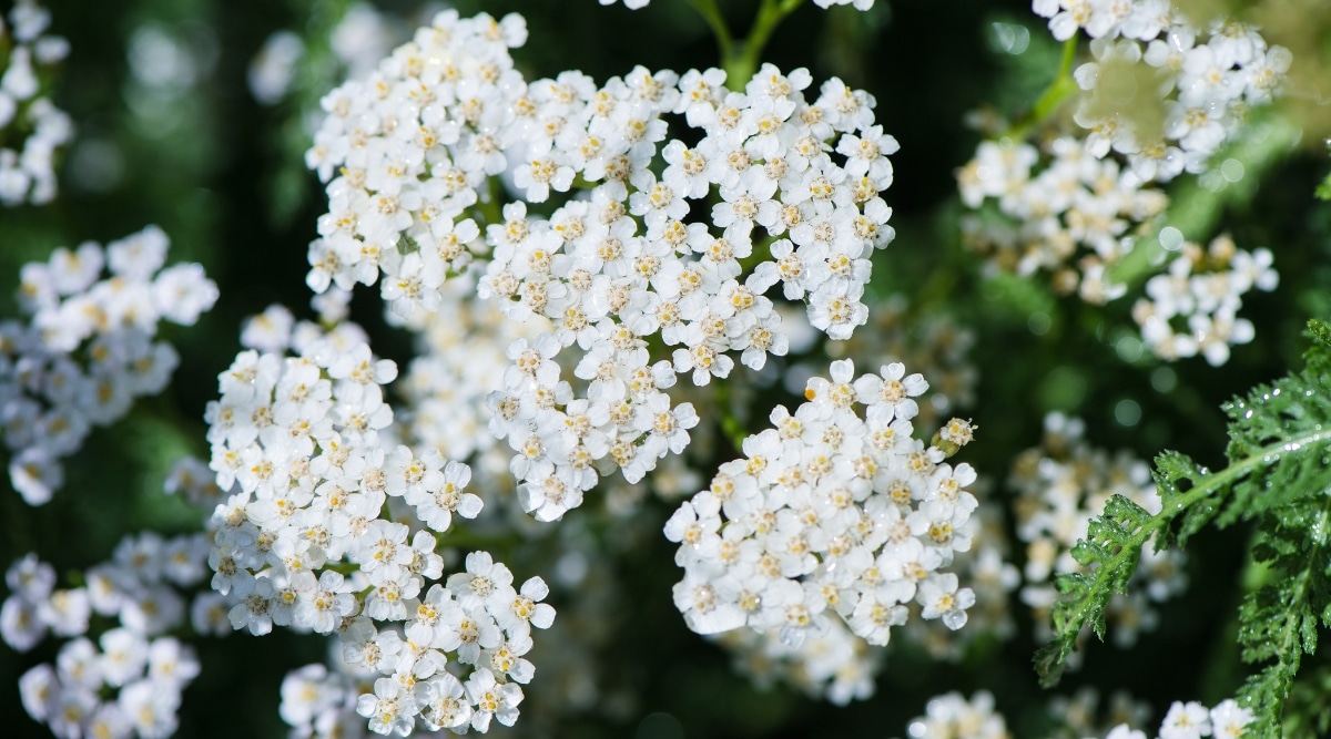 Un primer plano de las flores blancas de Yarrow, con sus intrincados pétalos y su delicada apariencia.  Los pétalos en sí son pequeños y están agrupados, formando una forma hermosa.  Las flores están rodeadas de pequeñas hojas verdes que complementan la apariencia general.