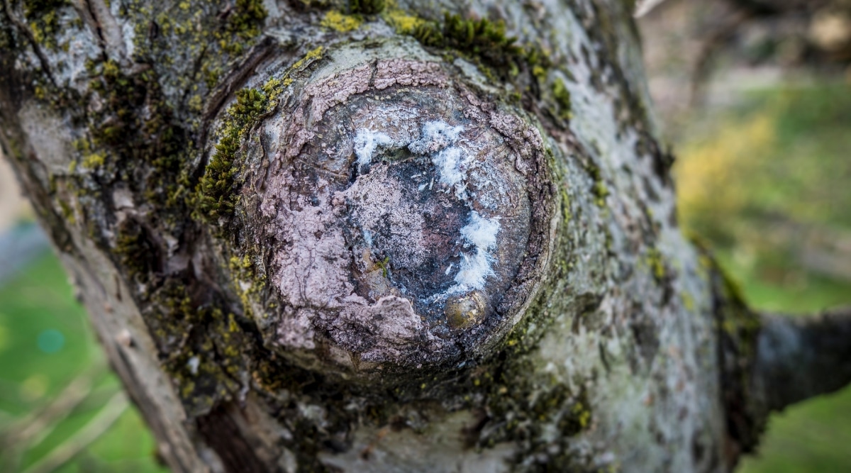 Primer plano de pulgones blancos agrupados en la superficie de la rama de un árbol, rodeados de parches de moho.  El moho es de color verde oscuro y parece extenderse por la rama.