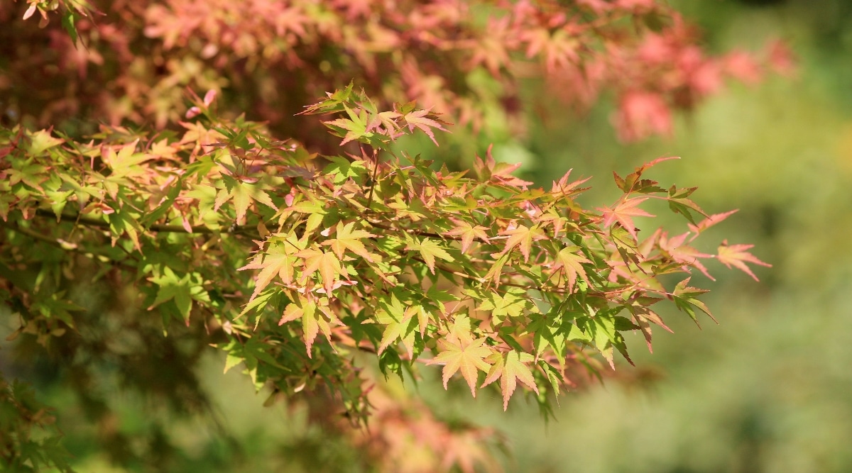 Un primer plano de una rama de arce japonés con hojas.  Las hojas son pequeñas y de forma intrincada, con puntas puntiagudas y bordes dentados.  Algunas de las hojas son completamente verdes, mientras que otras son una mezcla de verde y rojo intenso.