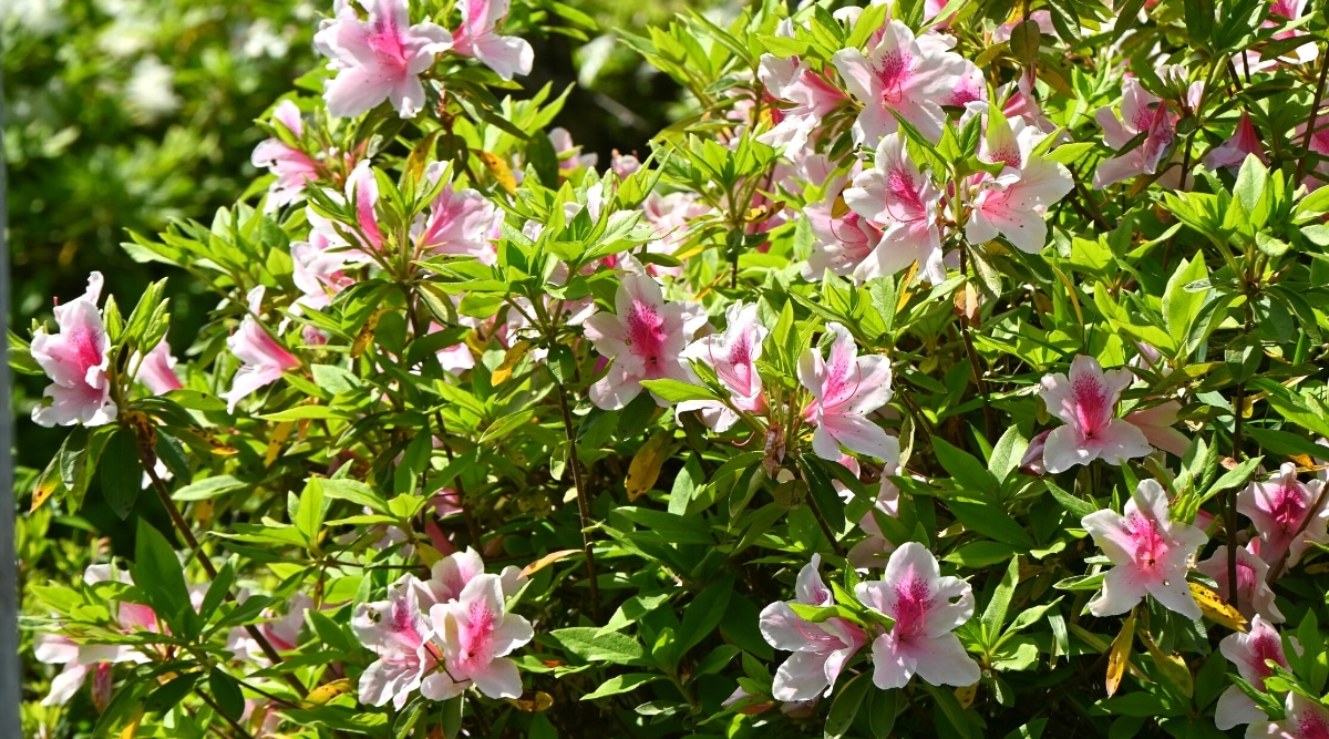Primer plano de un exuberante arbusto de Azalea floreciente en un jardín soleado.  El arbusto tiene tallos erguidos cubiertos con hojas lanceoladas de color verde brillante con una textura suave y brillante.  Las flores son grandes, en forma de embudo, que constan de 5 pétalos blancos con gargantas de color rosa brillante.  Los pétalos superiores tienen trazos de color rosa y puntos de color rosa oscuro.