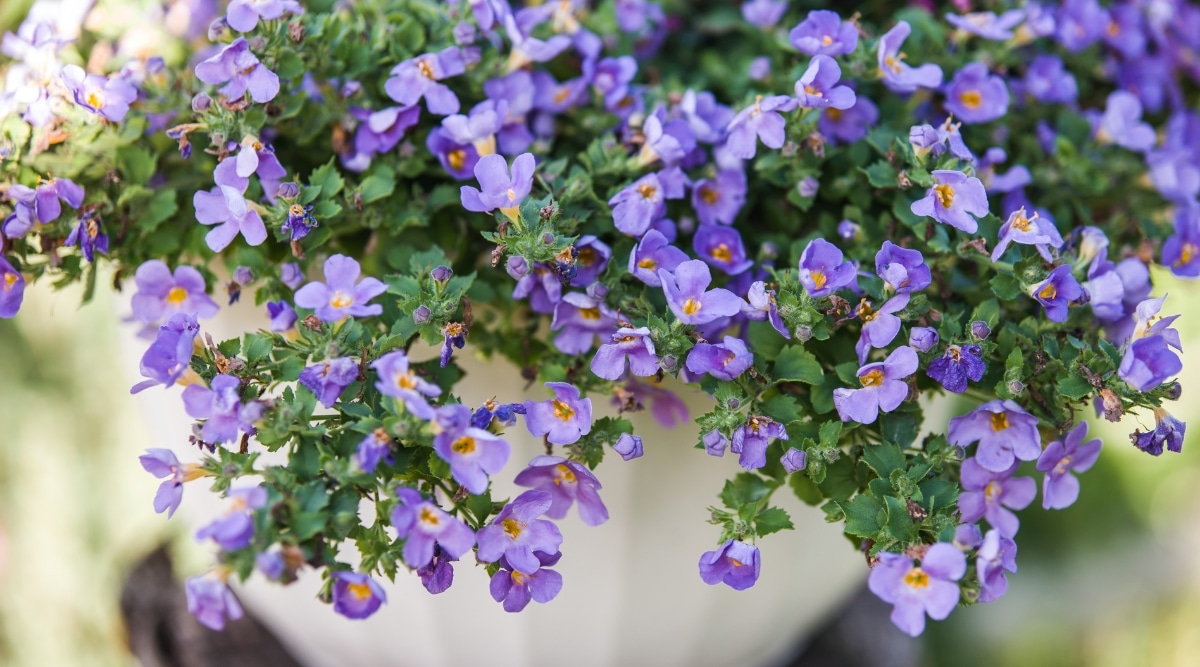 Diminutas flores de color púrpura azulado claro que se derraman sobre el costado de una maceta blanca.