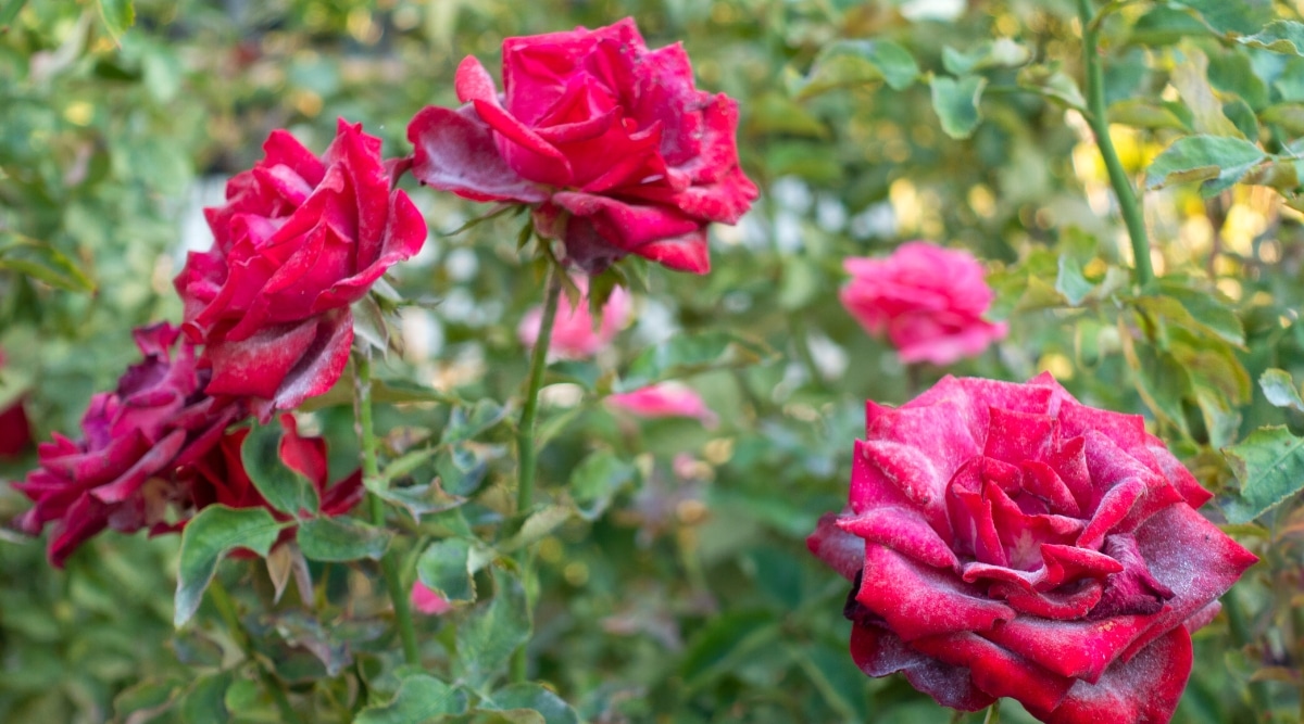 Las rosas rojas que se muestran están en plena floración, con pétalos suaves que han sido afectados por el mildiu polvoriento, lo que les da una apariencia polvorienta sutil.  Los tallos son fuertes y tienen espinas que sobresalen de ellos, y las hojas son verdes y texturadas, también afectadas por el mildiú.