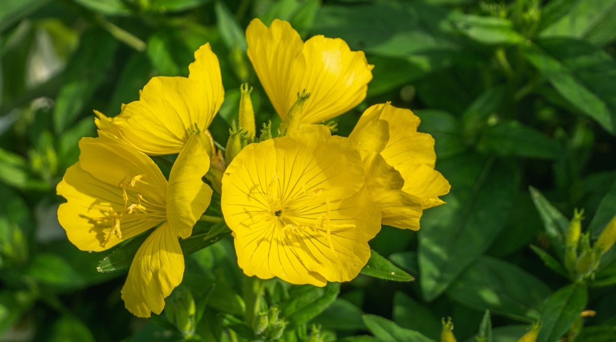 Primer plano de las flores Sundrops que se componen de pétalos de color amarillo brillante, cerosos y ligeramente arrugados.  Los centros de las flores están llenos de muchos estambres y un pistilo prominente.  Las hojas tienen forma de lanza y son de color verde.