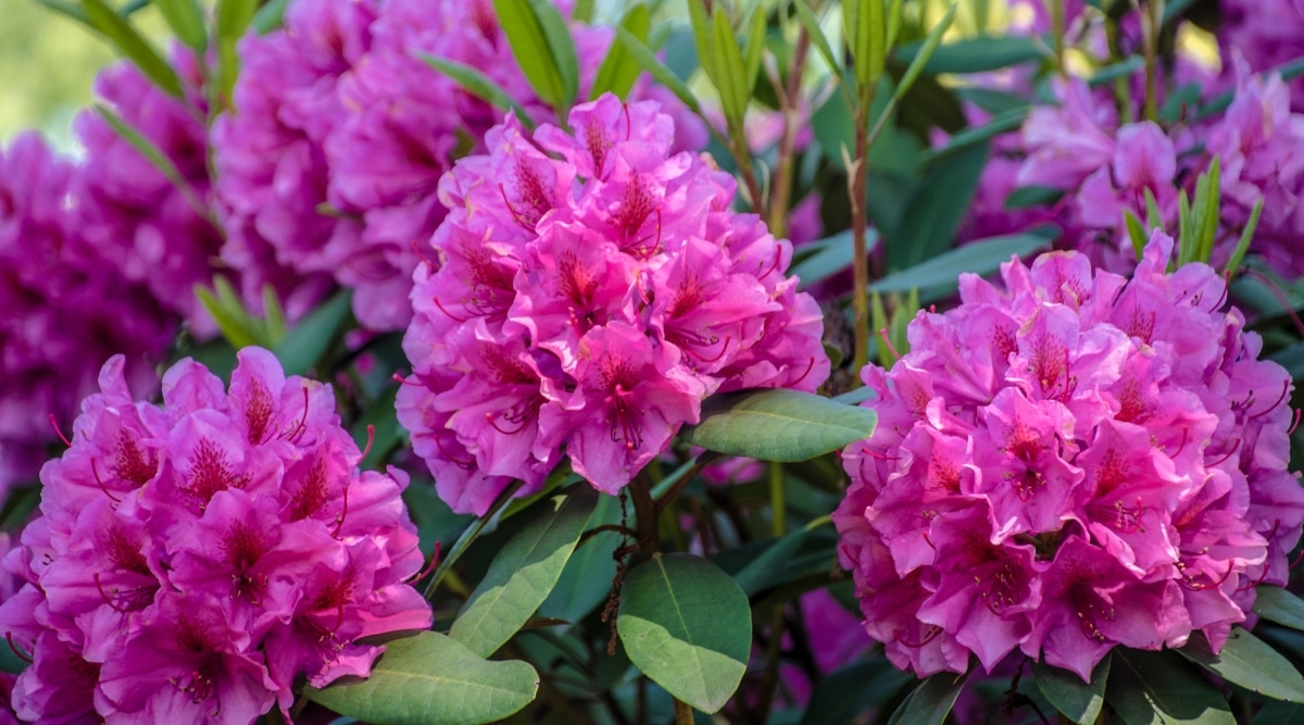 Un primer plano de flores de rododendro que son grandes y vistosas, con delicados pétalos en tonos de rosa y púrpura.  Las hojas son gruesas y coriáceas, lo que proporciona un soporte sólido para las flores.  Los tallos son leñosos y fuertes, añadiendo estructura a la composición.