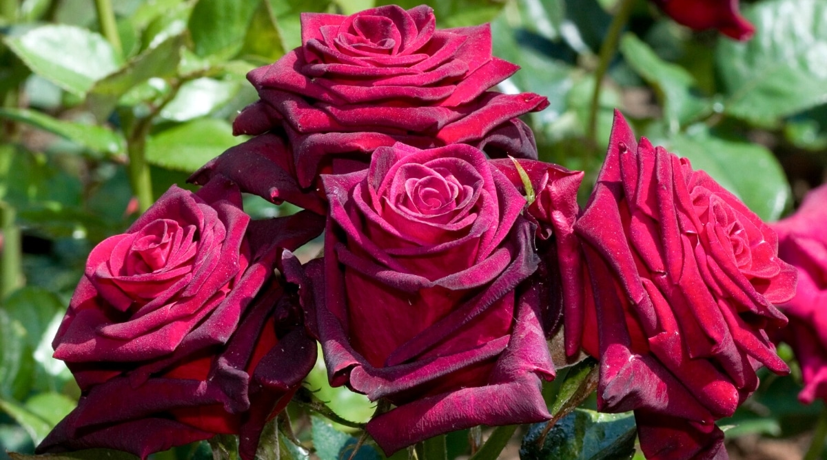 Primer plano de un 'Black Baccara' en flor en un jardín soleado.  La rosa Black Baccara presenta flores color sangre de buey profundas con pétalos aterciopelados ribeteados en rojo azabache.Su follaje es de un verde intenso, creando un hermoso contraste con las flores oscuras.