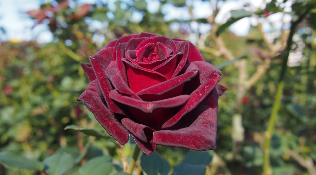 Primer plano de una floreciente rosa 'Black Pearl' contra un fondo verde borroso.  La flor es una rosa grande, de forma clásica, doble con pétalos redondos densamente empaquetados de color rojo aterciopelado.