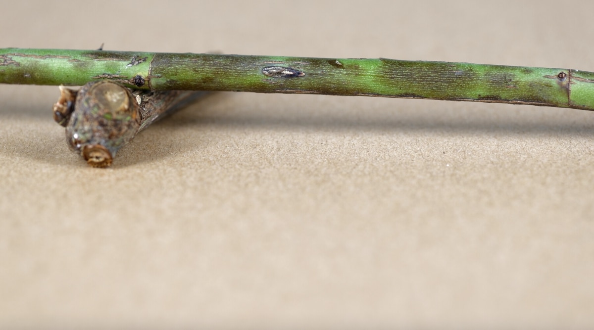 En la superficie lisa y marrón, se ve un tallo verde delgado con manchas oscuras causadas por la muerte regresiva.  La planta parece tener tallos moribundos.
