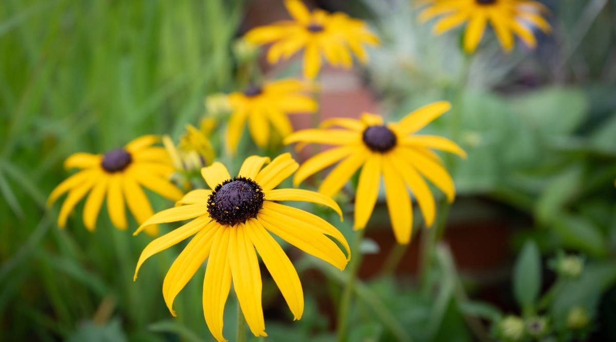 Un primer plano de Black-Eyed Susans revela varias flores de color amarillo dorado con centros de color marrón oscuro.  Los pétalos son curvos, con las puntas de los pétalos apuntando hacia abajo.  Los tallos son delgados y verdes, y las hojas son alargadas y ligeramente dentadas, con un color verde brillante.