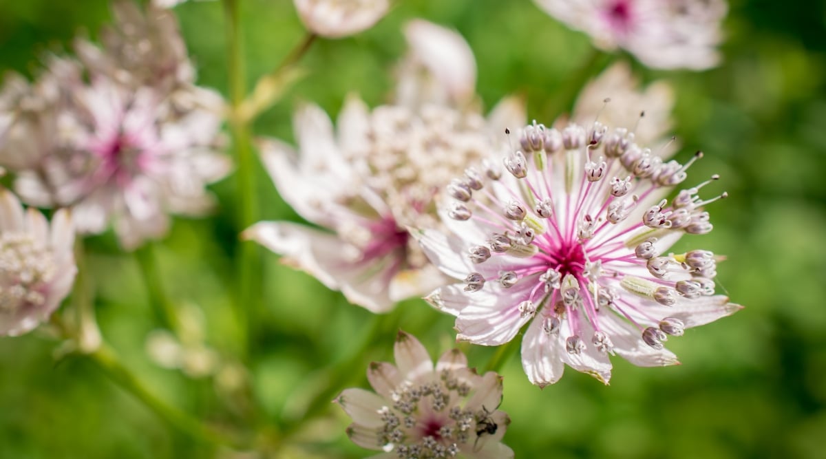 Un primer plano de Masterwort presenta delicados racimos de pequeñas flores de color rosa pálido que florecen sobre tallos altos y delgados.  Los tallos son verdes y delgados, con una serie de pequeñas ramas que brotan de los nudos a lo largo del tallo.