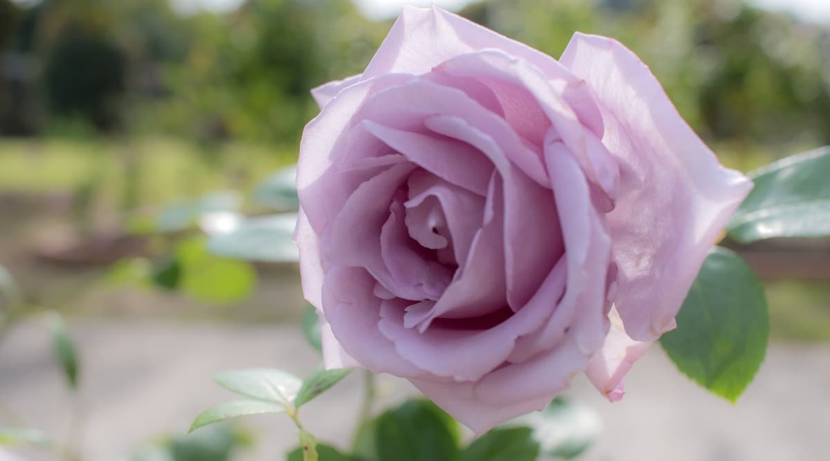 Primer plano de una floreciente rosa 'Blue Moon' en un jardín soleado.  La flor de la rosa es grande, totalmente doble, de una forma clásica de híbrido de té, de un hermoso color plata-lavanda-azul.