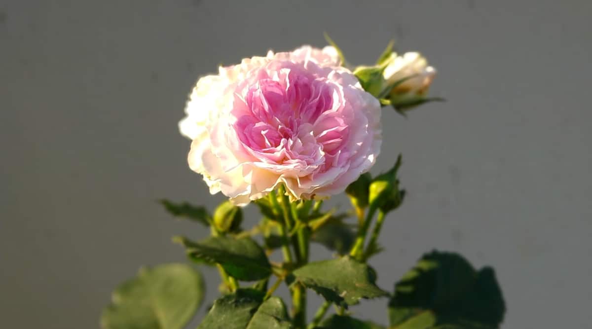 Primer plano de una flor rosa de piedra lunar azul sobre un fondo gris.  La flor es grande, exuberante, doble con una combinación única de tonos azul lavanda y blanco plateado.