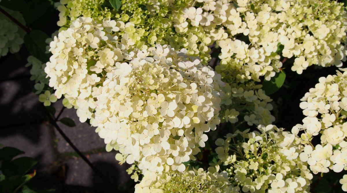Vista superior, primer plano de Hydrangea 'Bobo' en flor en un jardín soleado.  La planta tiene grandes panículas de muchas pequeñas flores estériles de color crema.